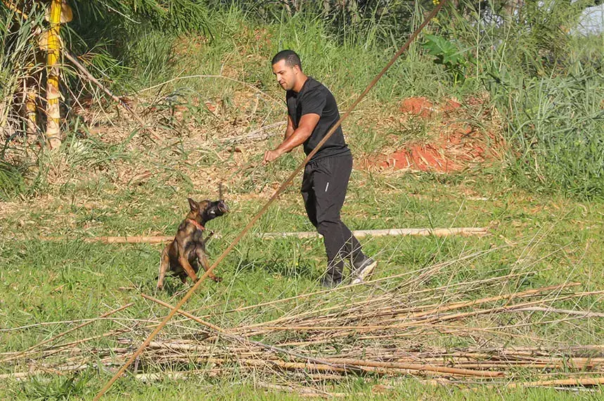 Cães com 300 mi de olfato turbinam segurança em Brasília